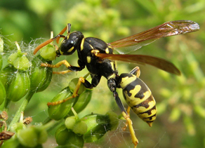 Ratus Novergicus