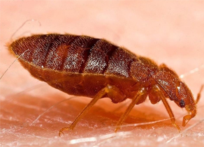 Mus Musculus