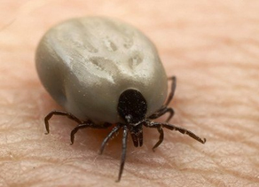 Ratus Novergicus