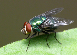 Mus Musculus