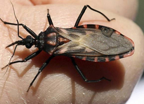 Mus Musculus
