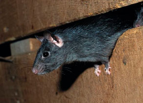 Rattus Rattus