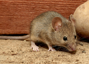 Mus Musculus