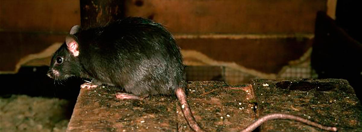 ratones