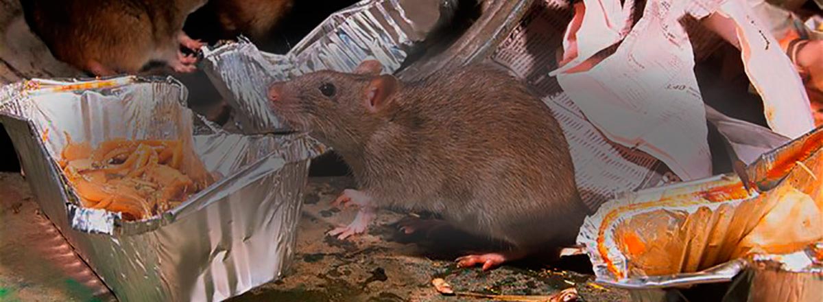 ratones