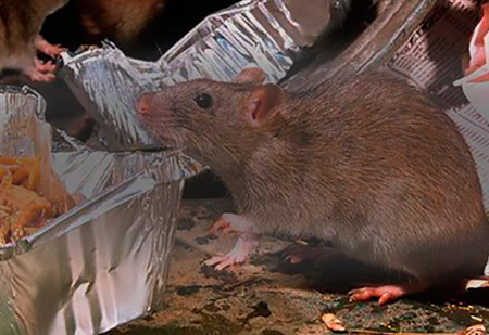 ratones
