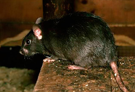 ratones